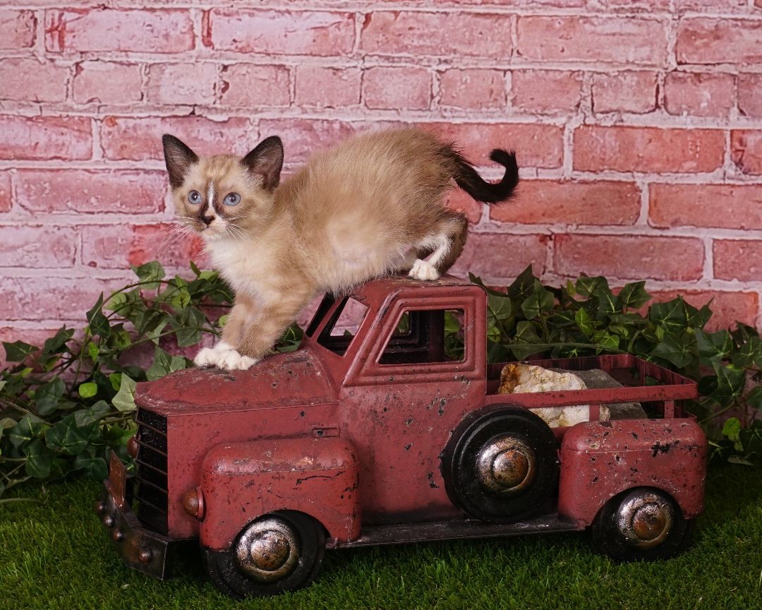 Percy , a Adopted mixed breed in Waterloo, IA image 3/3