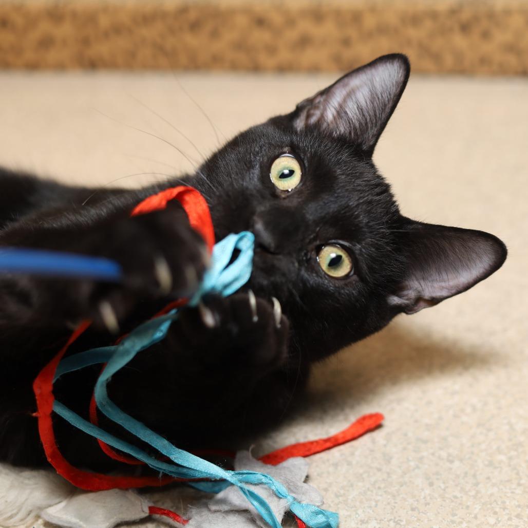 Bruce, Adoptable, Kitten Male Domestic Short Hair.