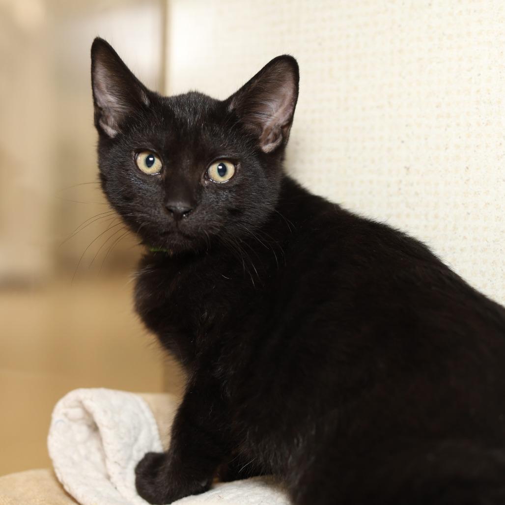 Bruce, Adoptable, Kitten Male Domestic Short Hair.