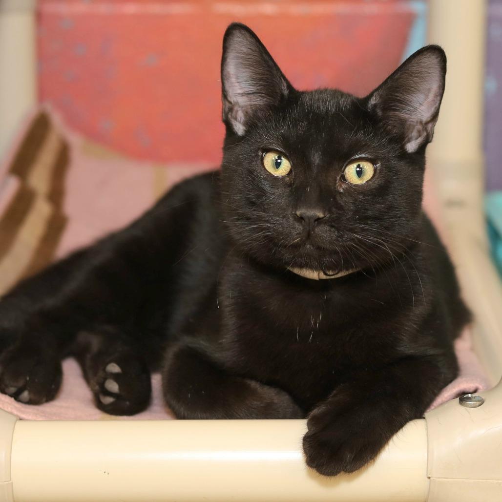 Enlarge Bruce, a Adoptable Domestic Short Hair in Evansville, IN image 3/3