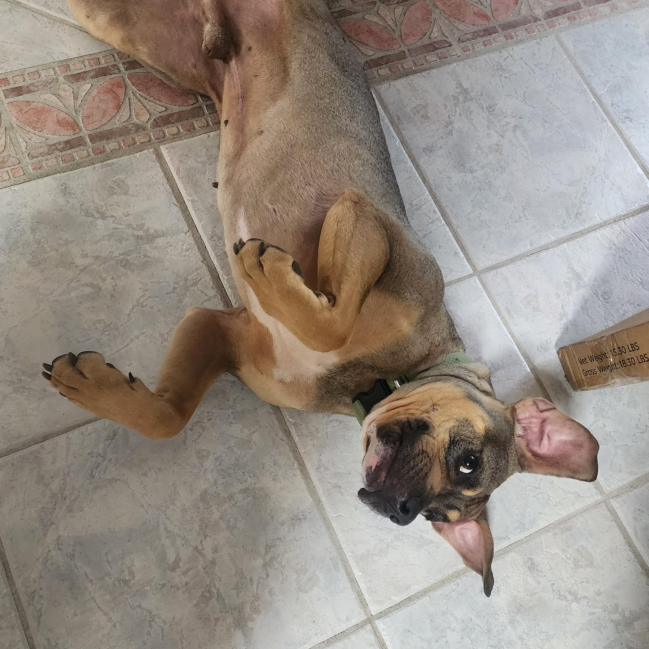 Charlie, big hearted boy- foster to adopt, a Adoptable mixed breed in Milford , NH image 5/6