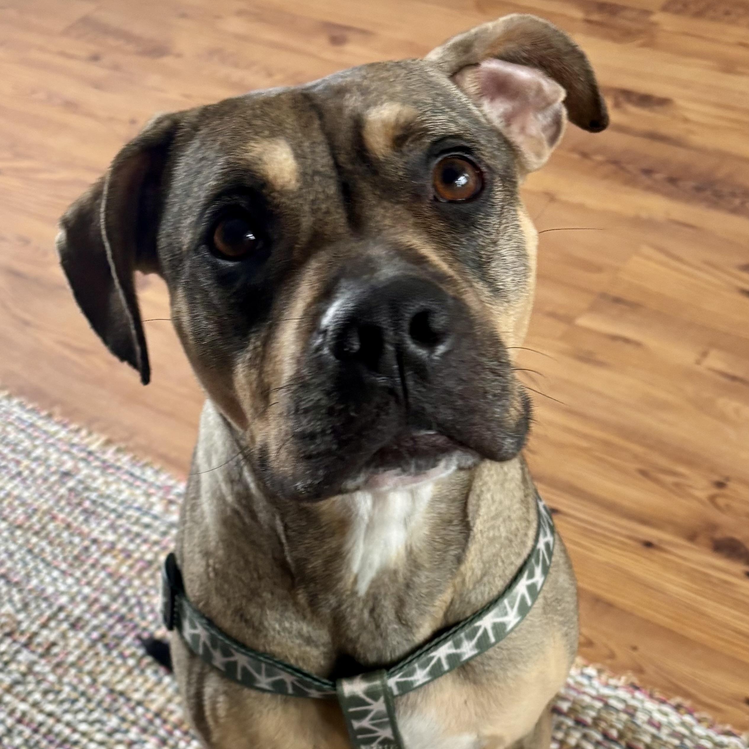 Charlie, big hearted boy- foster to adopt, a Adoptable mixed breed in Milford , NH image 3/6