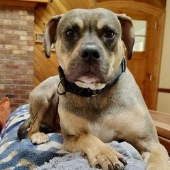 Charlie, big hearted boy- foster to adopt, a Adoptable mixed breed in Milford , NH image 2/6