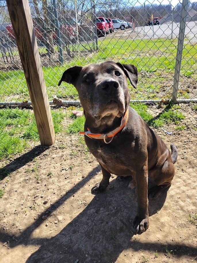 Enlarge ACE 072-26, a ADOPTABLE mixed breed in Cambridge, OH image 5/6