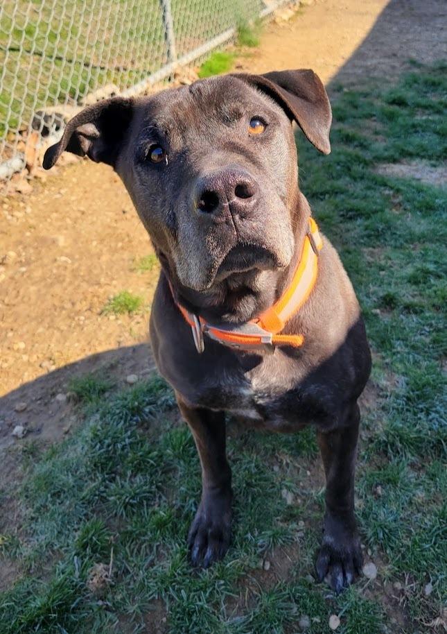 Enlarge ACE 072-26, a ADOPTABLE mixed breed in Cambridge, OH image 2/2