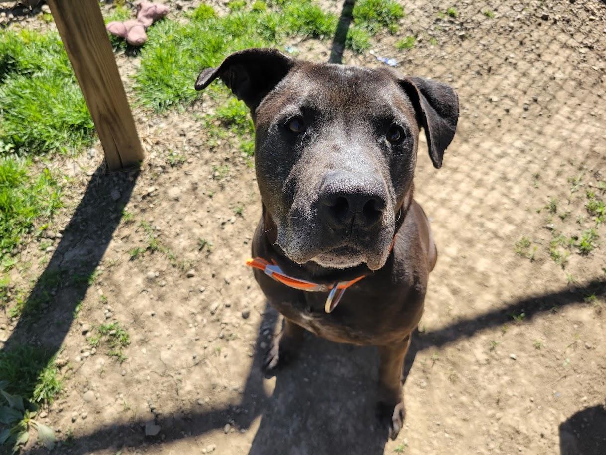 Enlarge ACE 072-26, a ADOPTABLE mixed breed in Cambridge, OH image 4/6