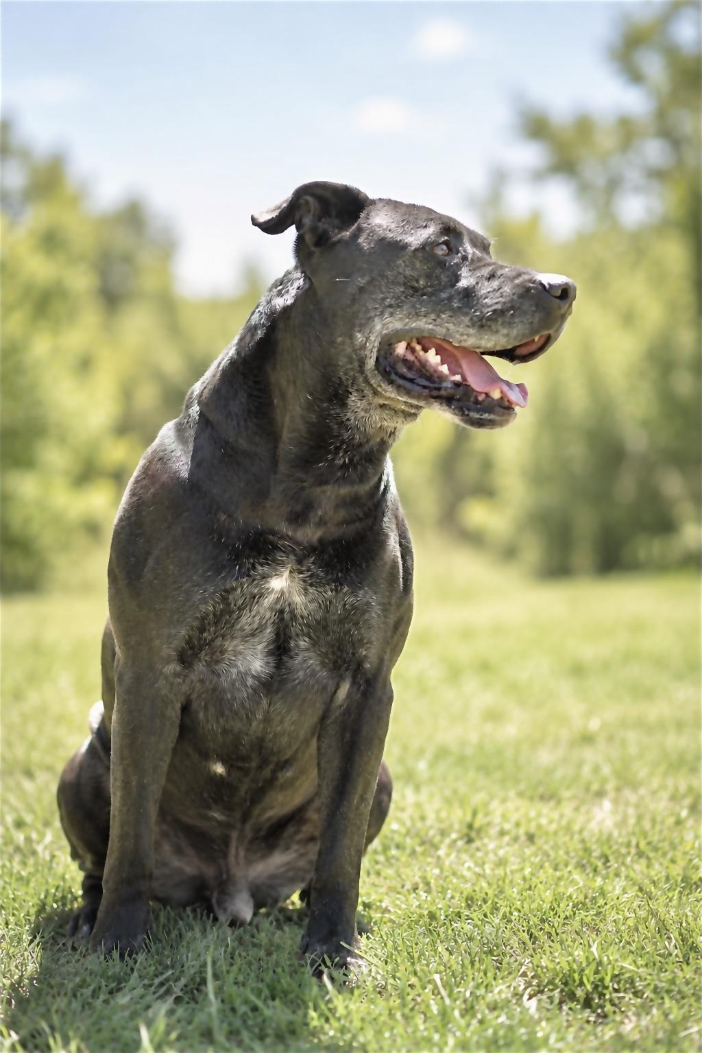 ACE 072-26, a ADOPTABLE mixed breed in Cambridge, OH image 5/6