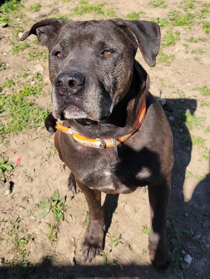 Enlarge ACE 072-26, a ADOPTABLE mixed breed in Cambridge, OH image 6/6