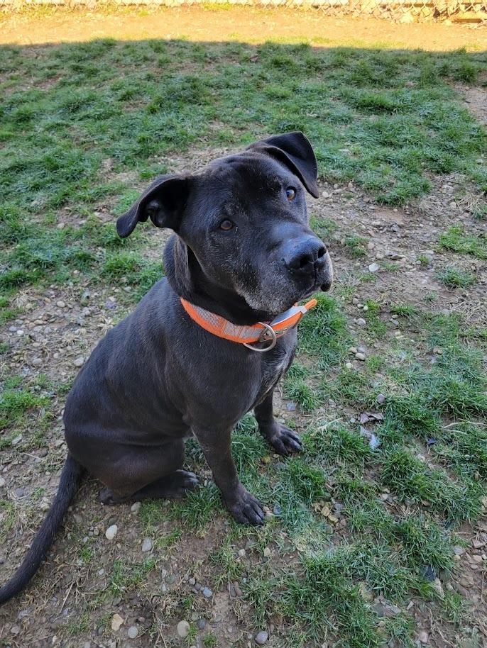ACE 072-26, ADOPTABLE, Adult Male Pit Bull Terrier.