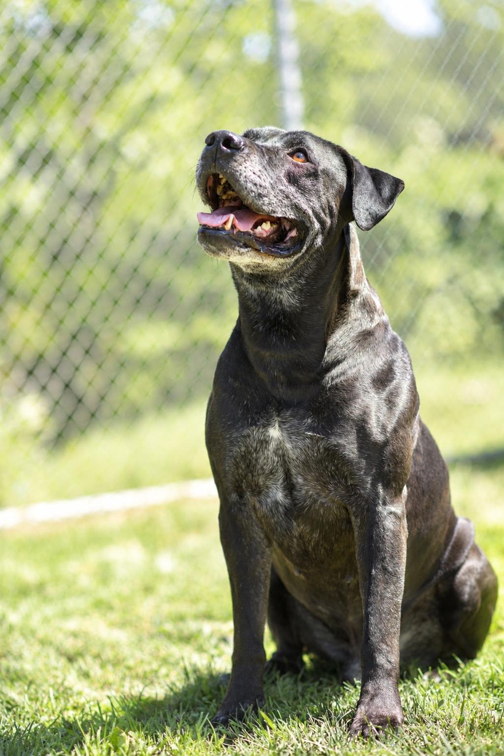 ACE 072-26, a ADOPTABLE mixed breed in Cambridge, OH image 6/6