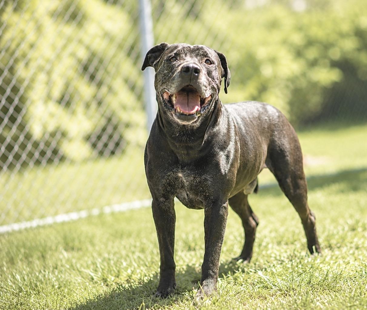 ACE 072-26, a ADOPTABLE mixed breed in Cambridge, OH image 4/6