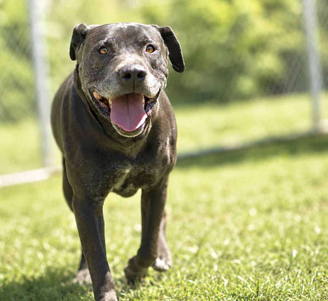 ACE 072-26, a ADOPTABLE mixed breed in Cambridge, OH image 1/6