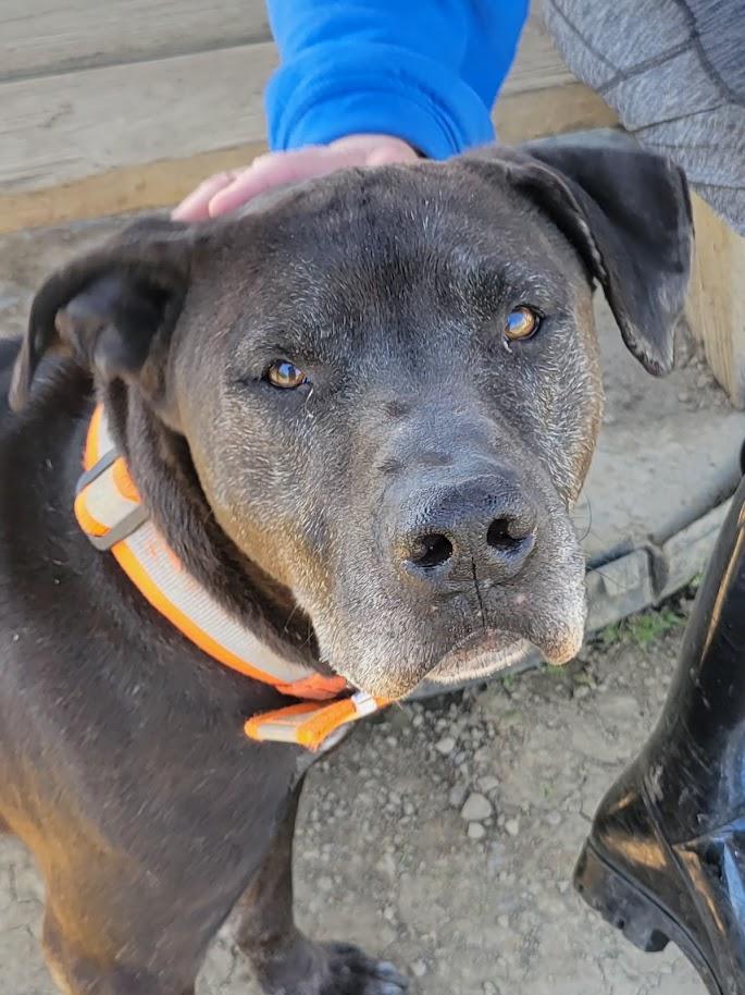 ACE 072-26, ADOPTABLE, Adult Male Pit Bull Terrier.