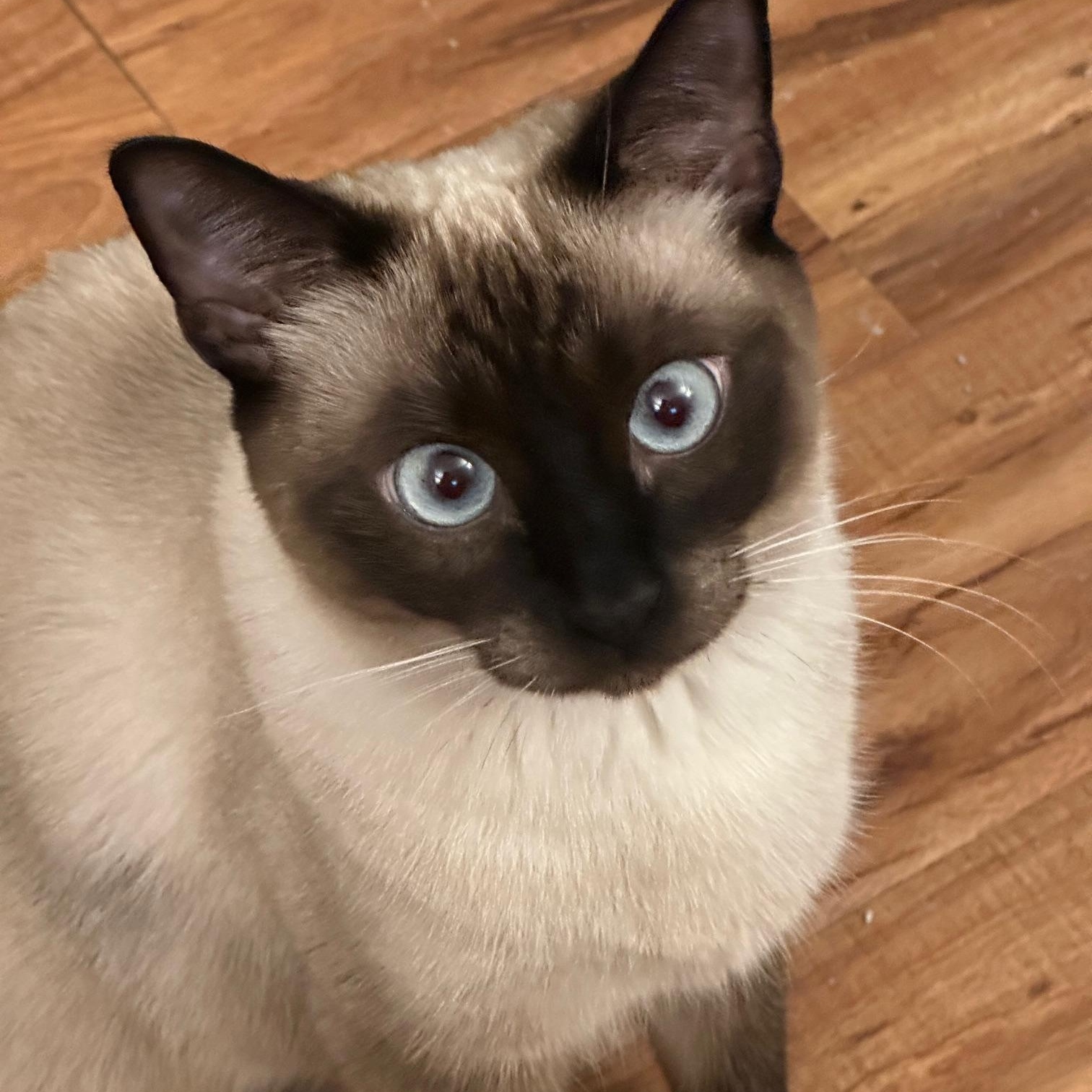 Meet Sophie  A Sweet Spirited Young Siamese Sophie is a striking 1-year-old Seal point Siamese wit