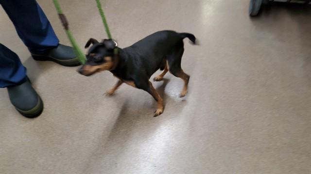 Enlarge RALPH, a Adoptable Miniature Pinscher in Aurora, IL image 1/1