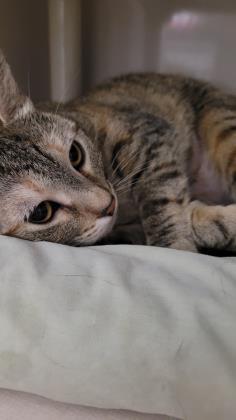 Penny, Adoptable, Adult Female Domestic Short Hair & Domestic Short Hair.
