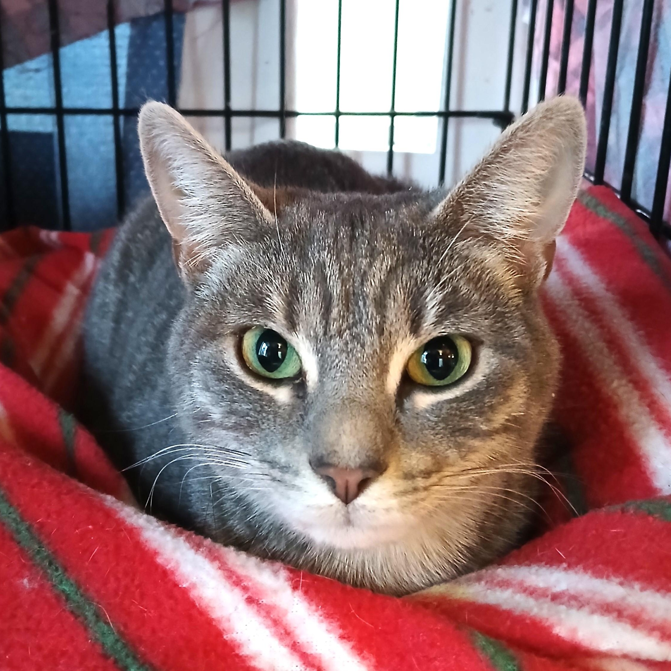 Enlarge Hermione, an adopted mixed breed in Germansville, PA image 4/4