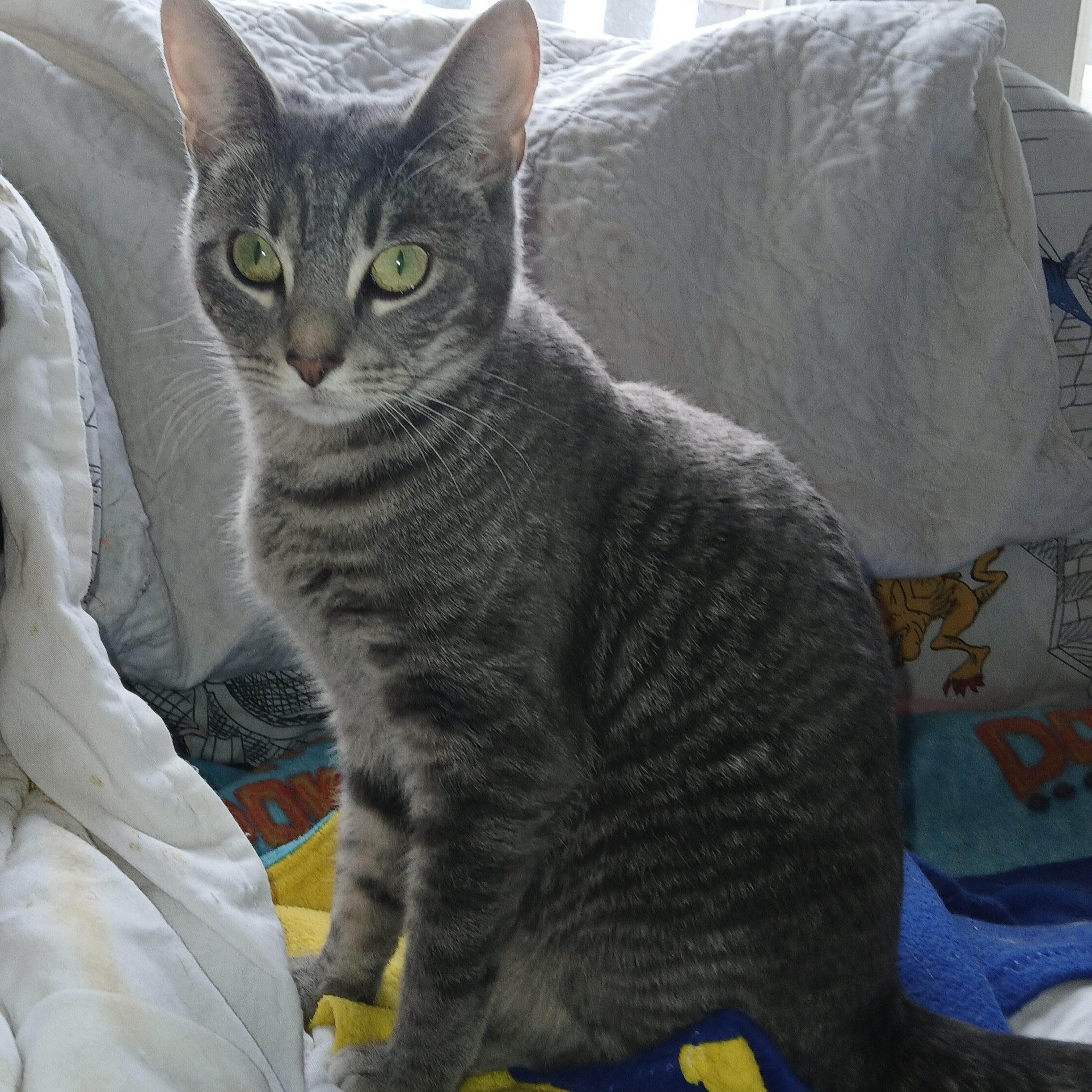 Enlarge Hermione, an adopted mixed breed in Germansville, PA image 1/4