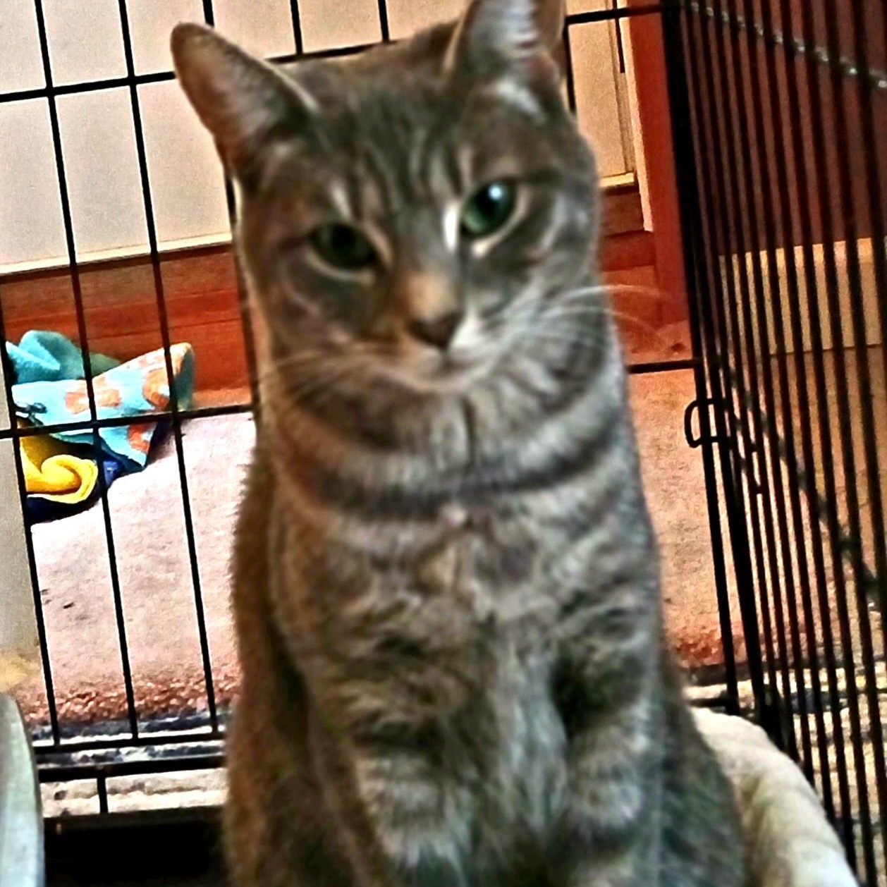 Enlarge Hermione, an adopted mixed breed in Germansville, PA image 2/4