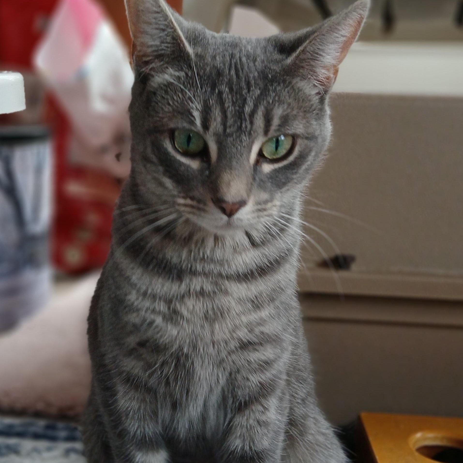 Enlarge Hermione, an adopted mixed breed in Germansville, PA image 3/4