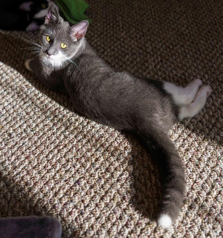 Q-Tip, Adoptable, Kitten Male Domestic Short Hair.