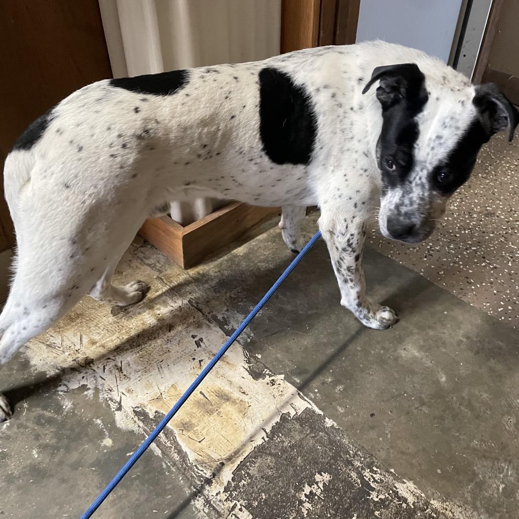 Enlarge rotor, a Adoptable mixed breed in Stilwell, OK image 1/2