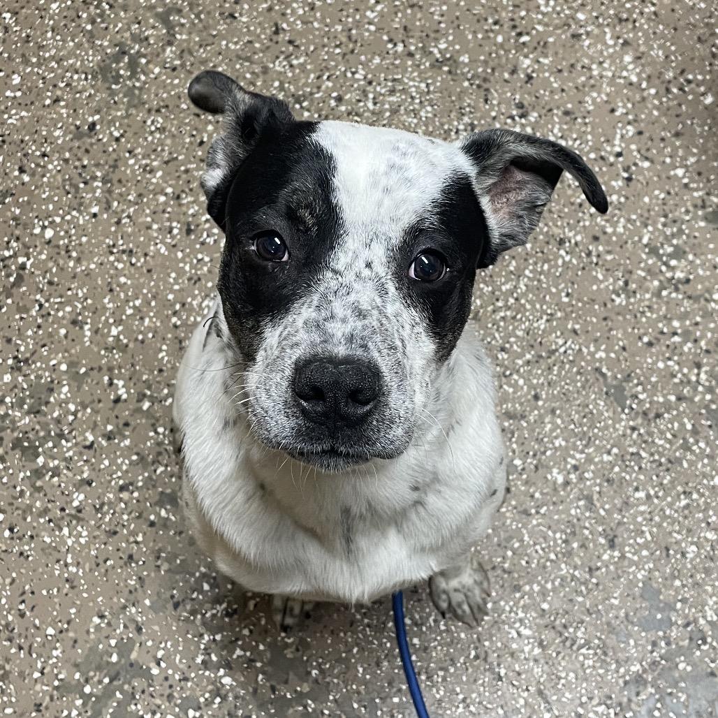 Enlarge rotor, a Adoptable mixed breed in Stilwell, OK image 2/2