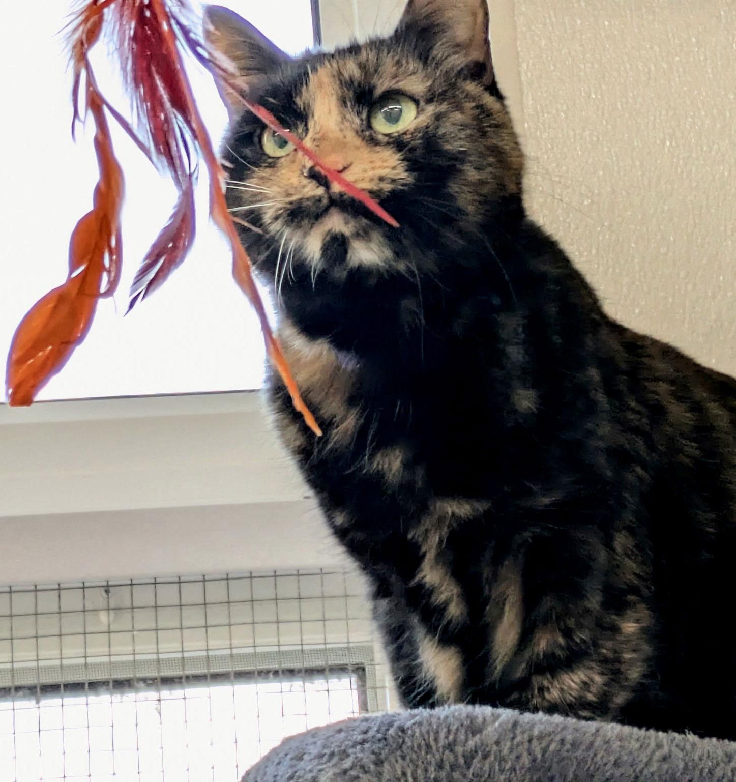 Iris (a.k.a. Victoria), a Adoptable mixed breed in Williamsburg, IA image 2/3