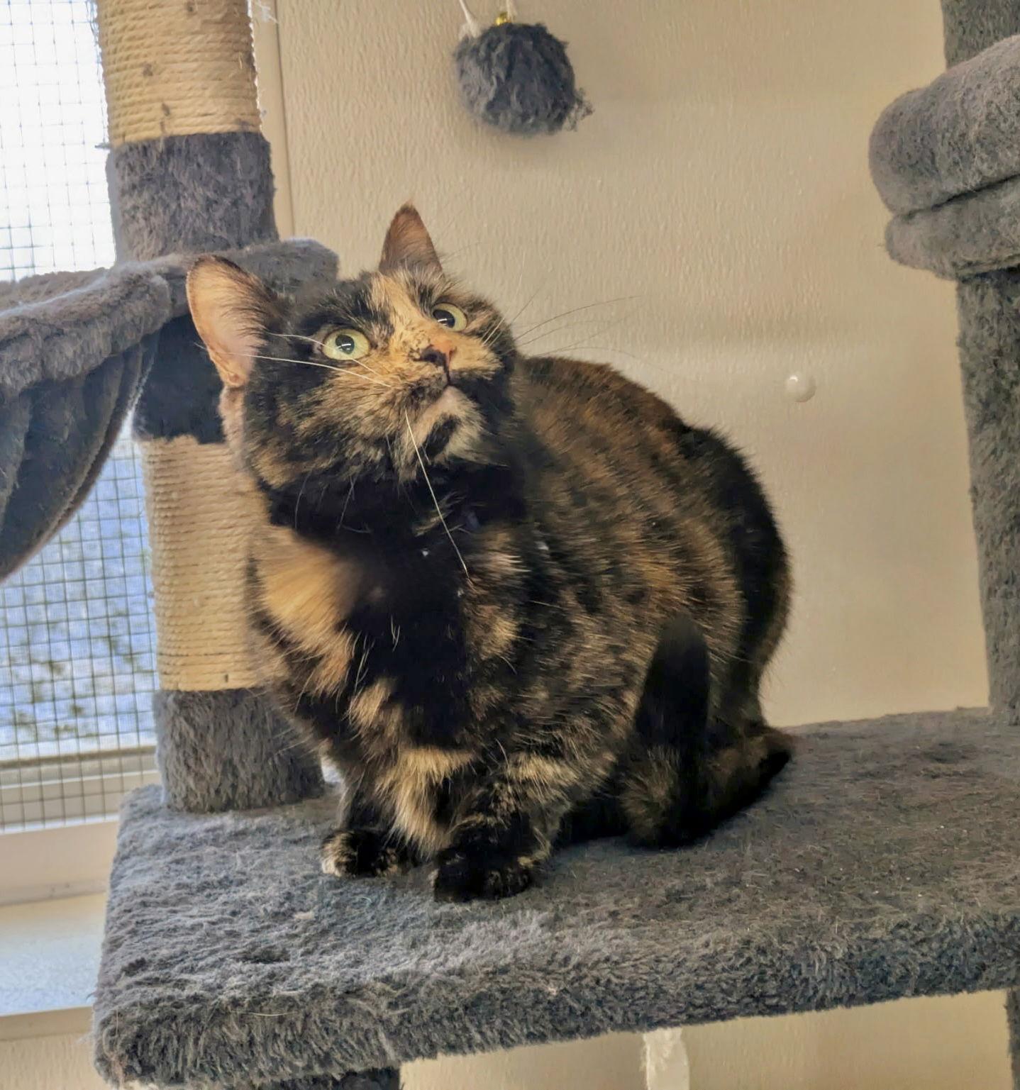 Iris (a.k.a. Victoria), a Adoptable mixed breed in Williamsburg, IA image 3/3