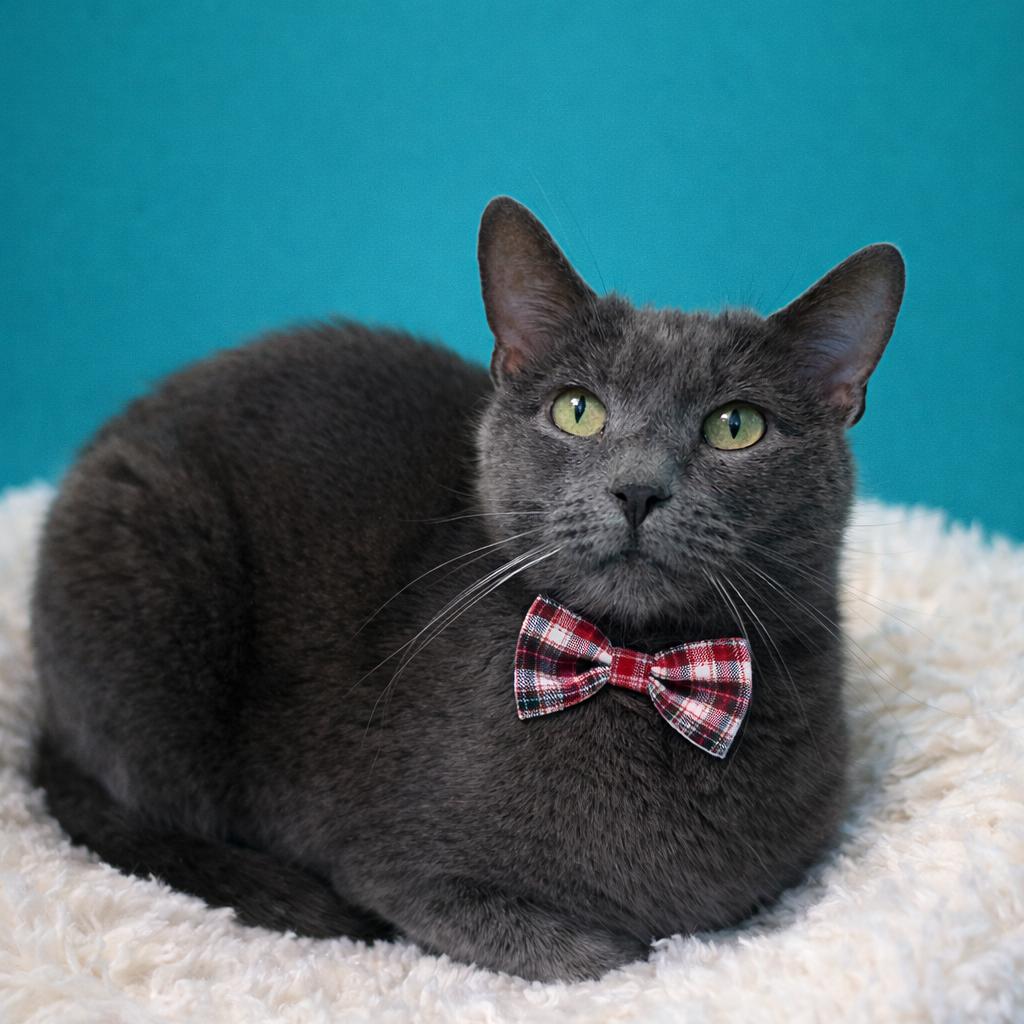 Grigio, Adoptable, Adult Female Domestic Short Hair & Domestic Short Hair.