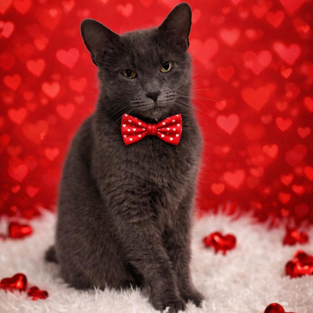 Grigio, a Adoptable mixed breed in Binghamton, NY image 2/2