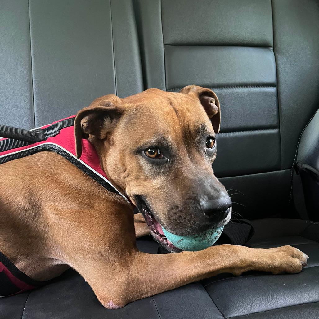 Enlarge Ruby, a Adoptable Mixed Breed in Gainesville, FL image 1/6