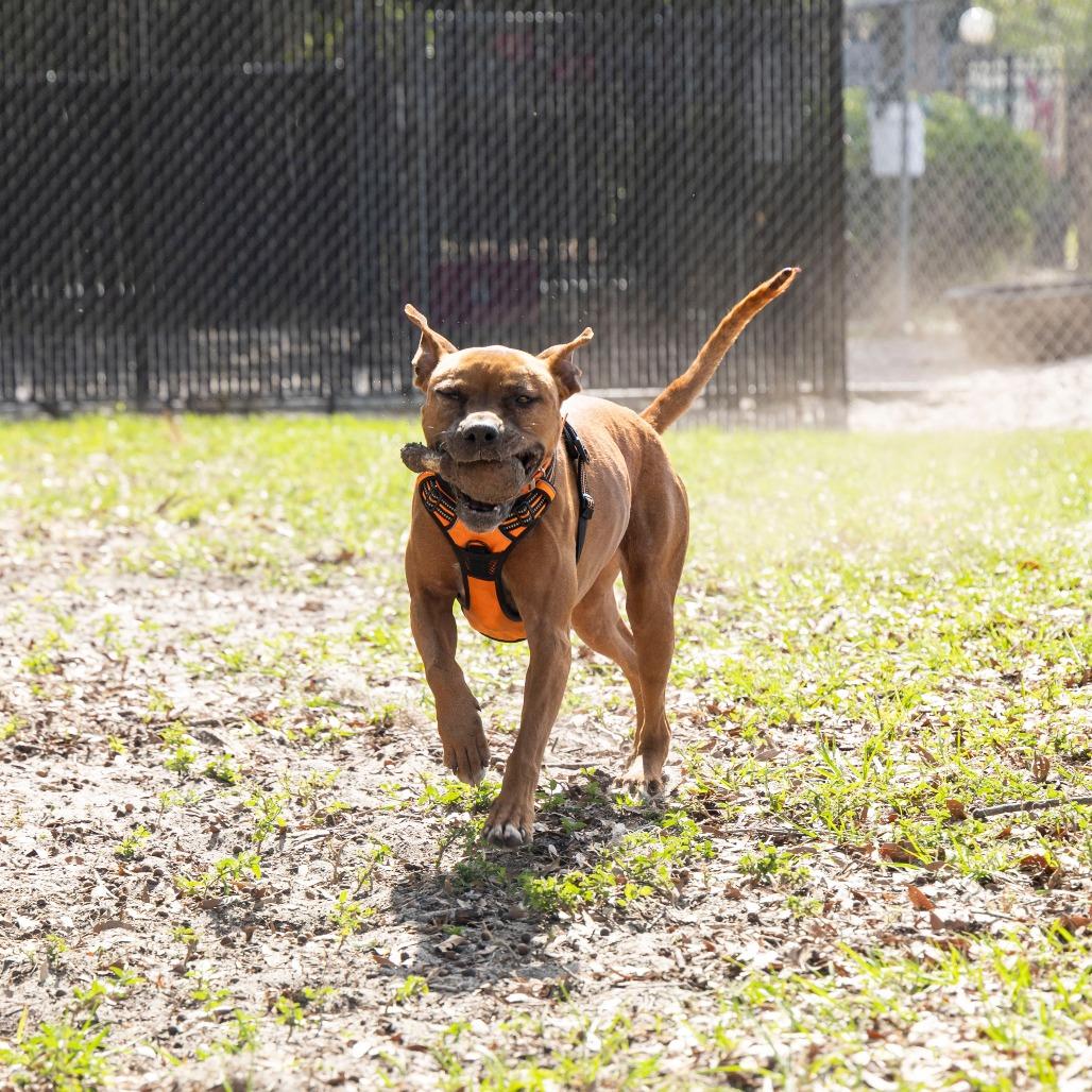 Ruby, Adoptable, Adult Female Mixed Breed.