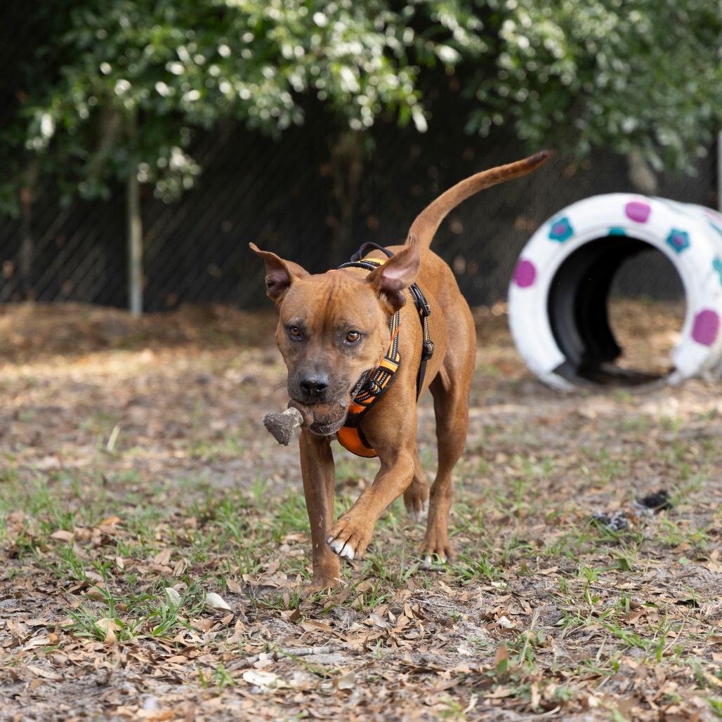 Enlarge Ruby, a Adoptable Mixed Breed in Gainesville, FL image 2/6