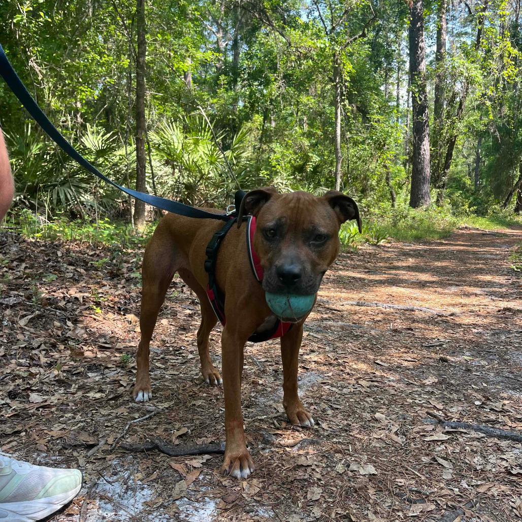 Enlarge Ruby, a Adoptable Mixed Breed in Gainesville, FL image 3/6