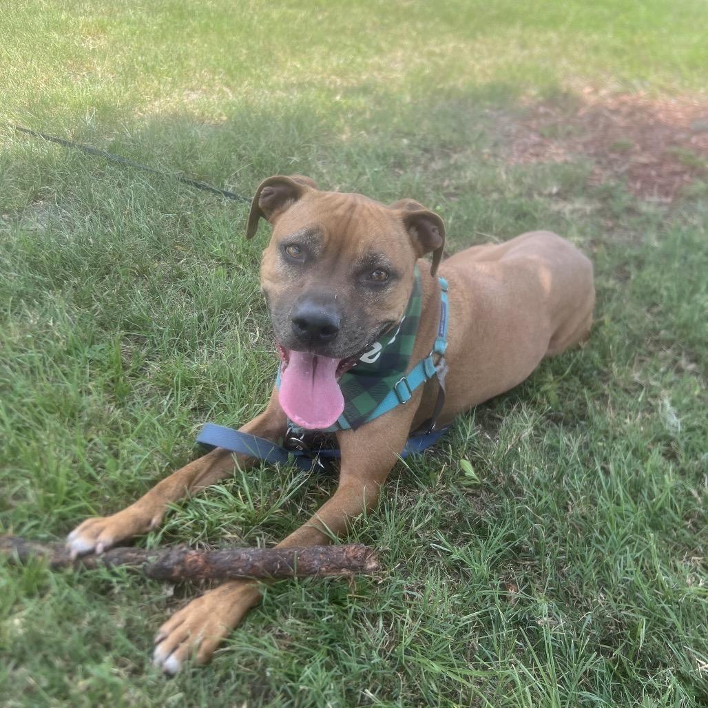 Enlarge Ruby, a Adoptable Mixed Breed in Gainesville, FL image 4/6