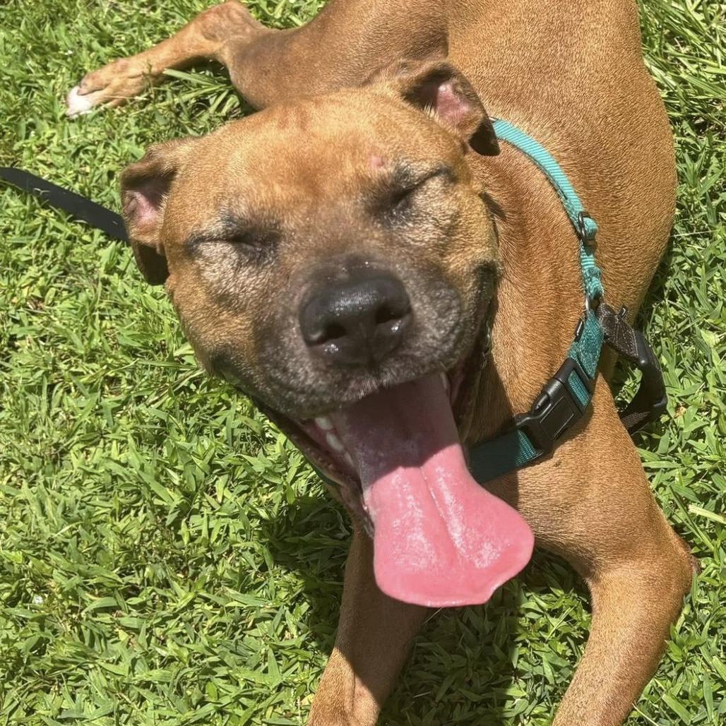 Ruby, a Adoptable Mixed Breed in Gainesville, FL image 4/6