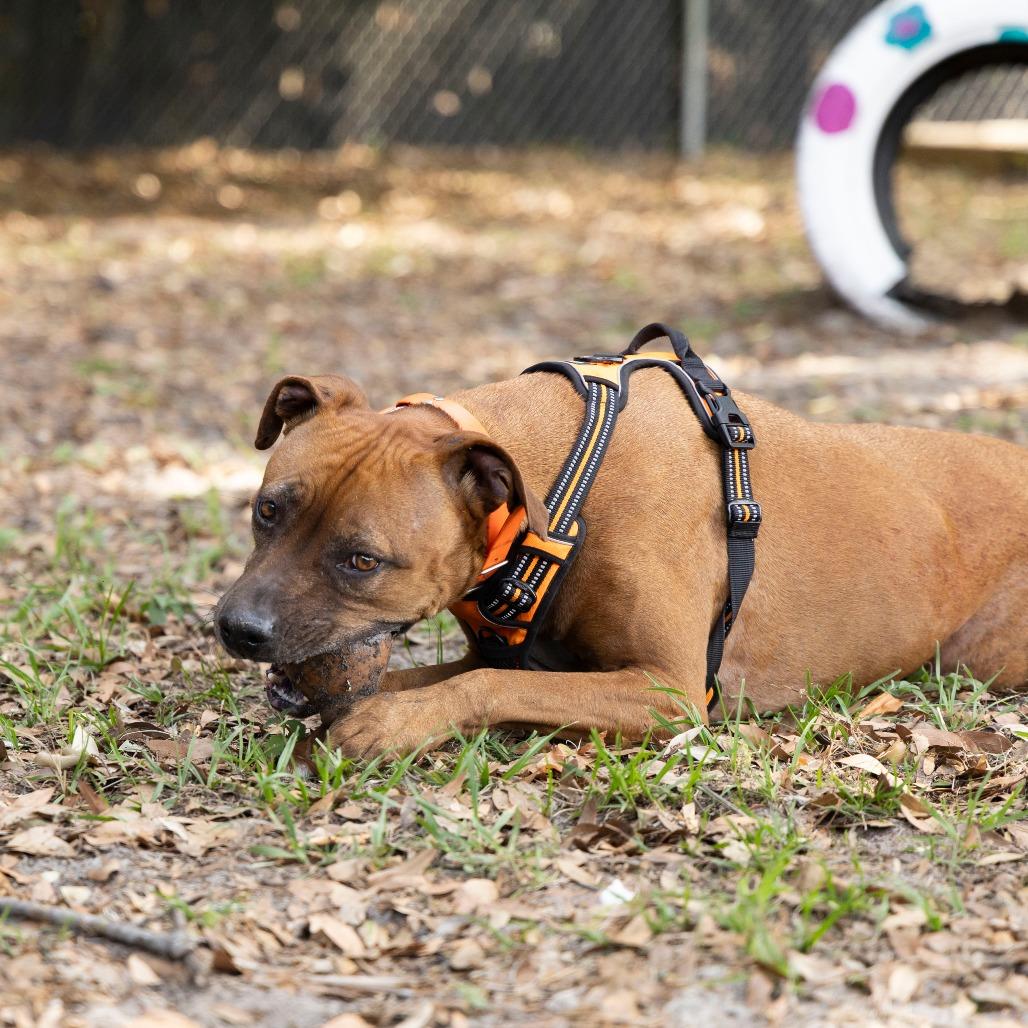 Enlarge Ruby, a Adoptable Mixed Breed in Gainesville, FL image 5/6
