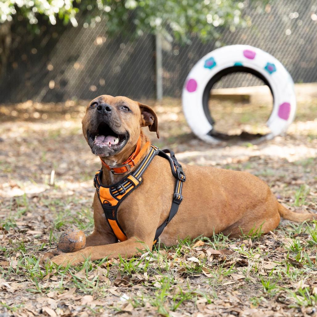 Enlarge Ruby, a Adoptable Mixed Breed in Gainesville, FL image 6/6