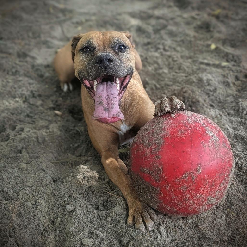 Enlarge Ruby, a Adoptable Mixed Breed in Gainesville, FL image 6/6