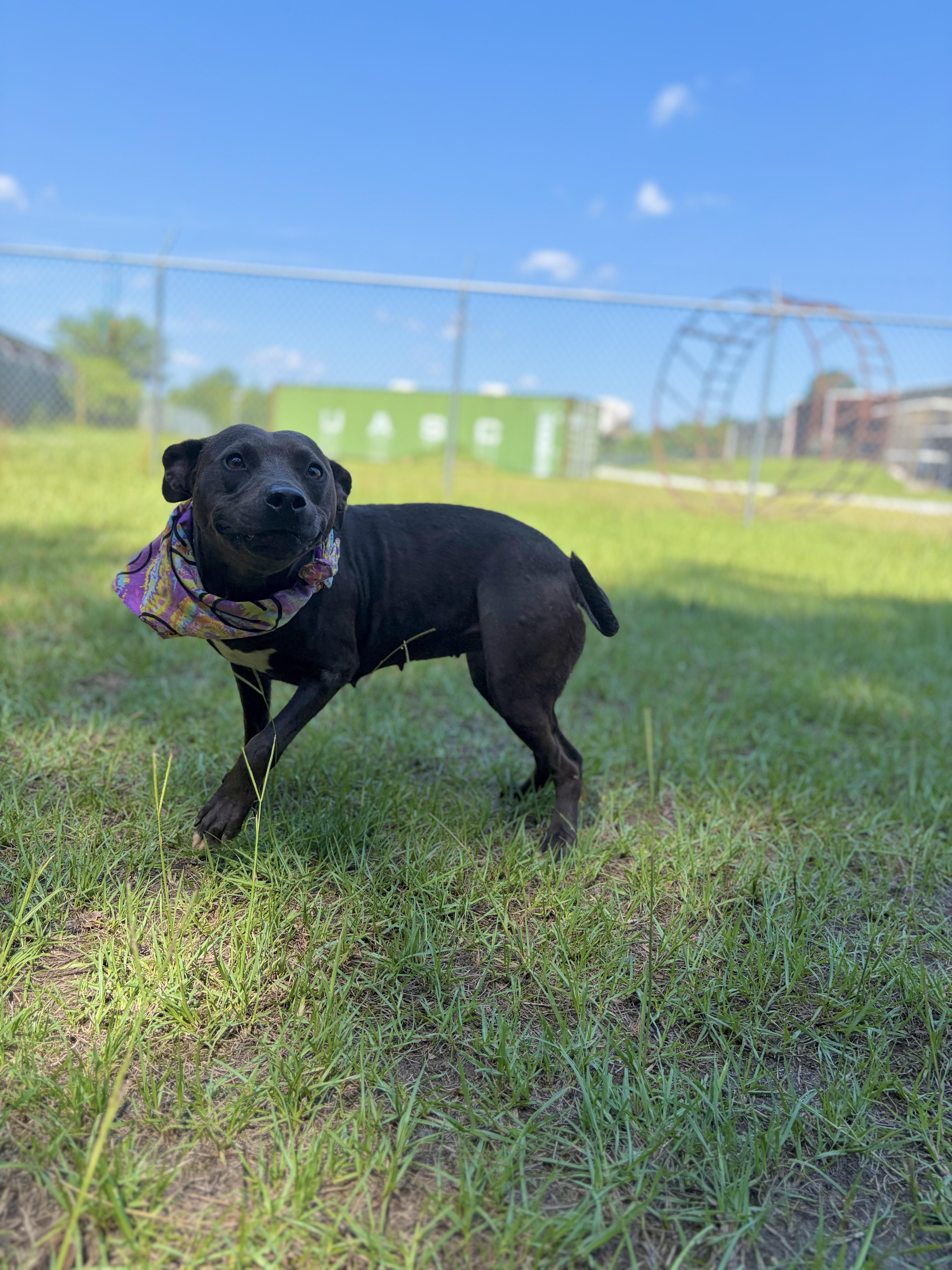 Pawdrey, a ADOPTABLE Mixed Breed in Winnsboro, SC image 5/5