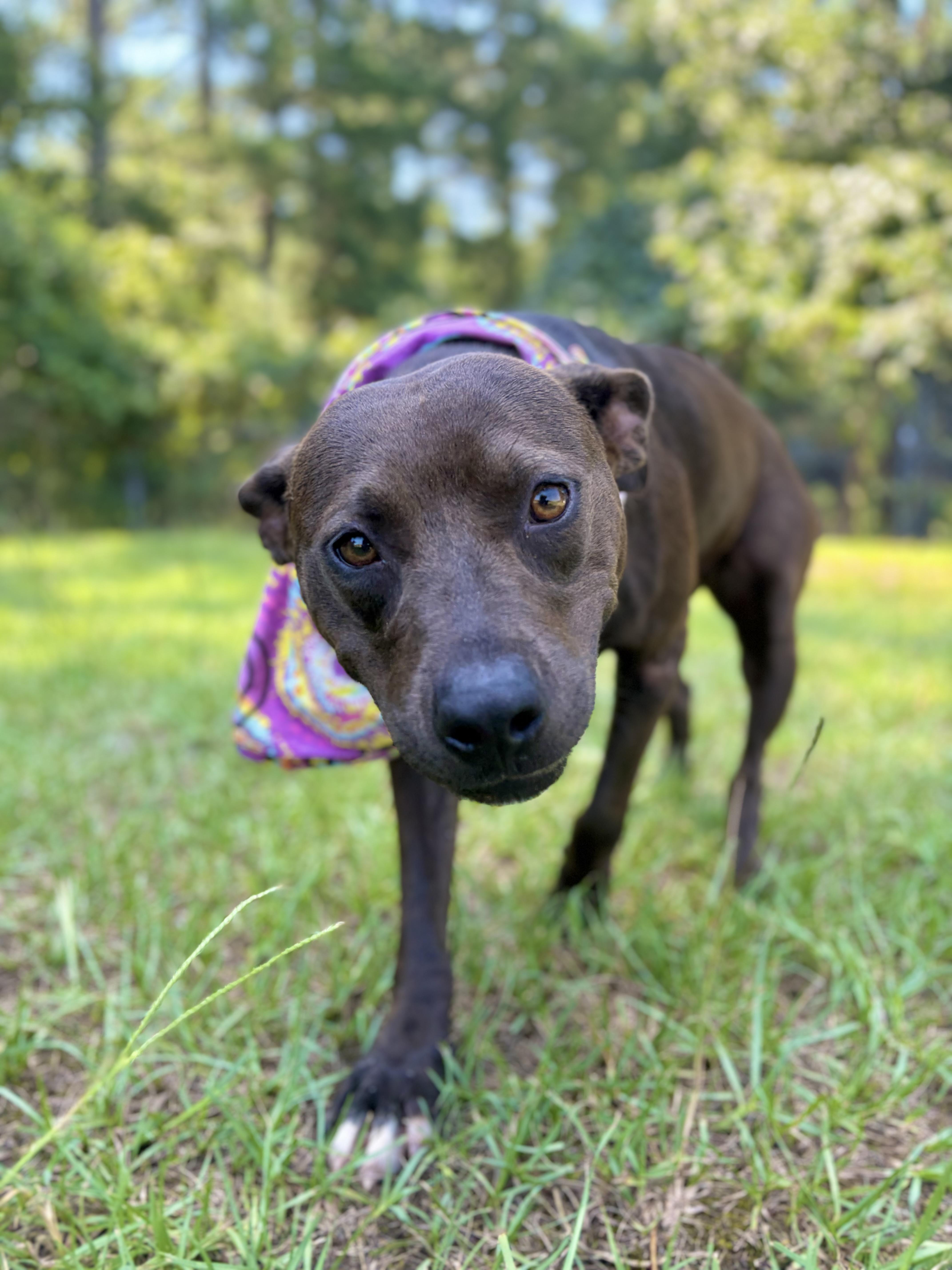 Pawdrey, ADOPTABLE, Adult Female Mixed Breed.