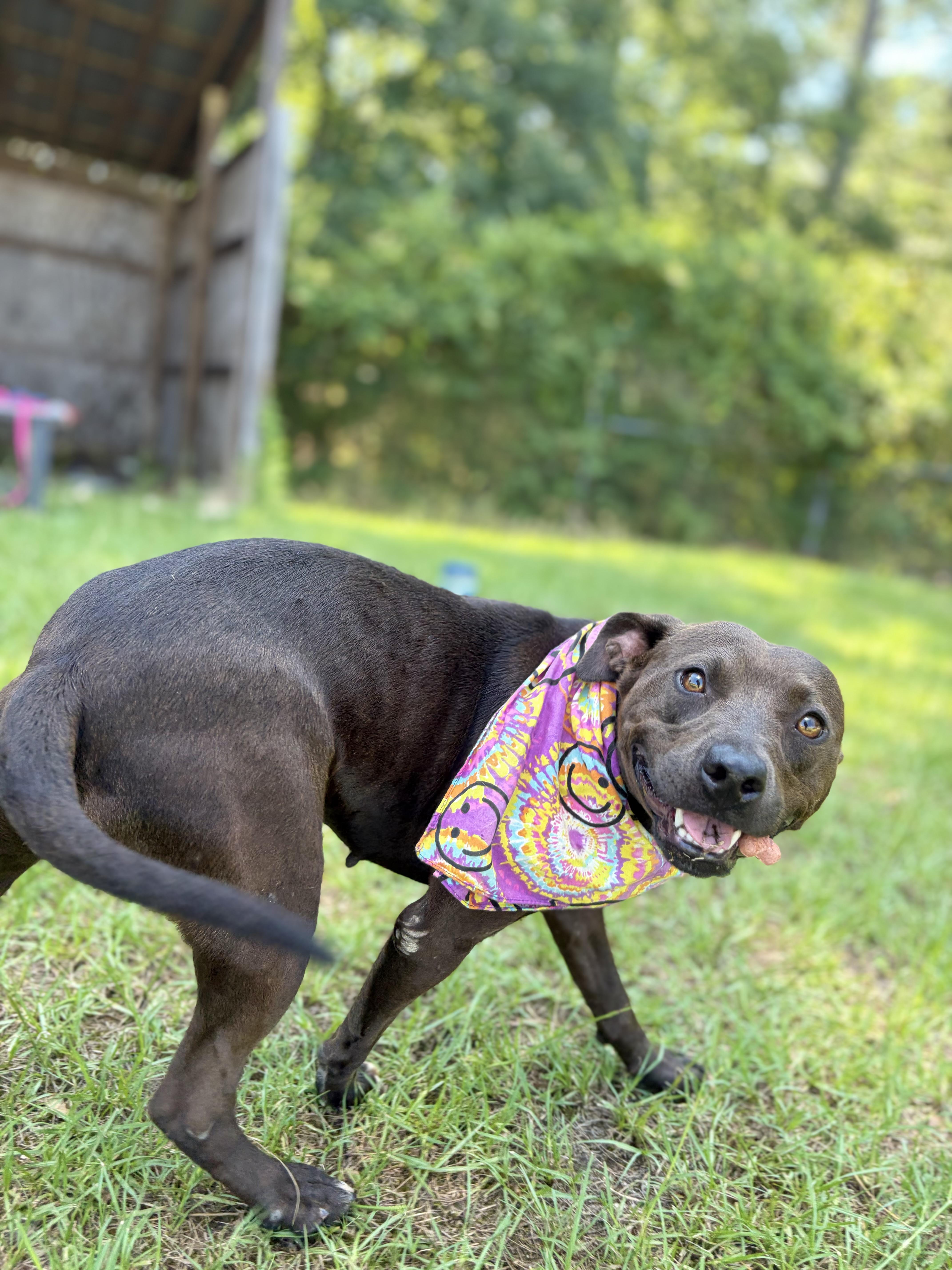 Pawdrey, a ADOPTABLE Mixed Breed in Winnsboro, SC image 4/5
