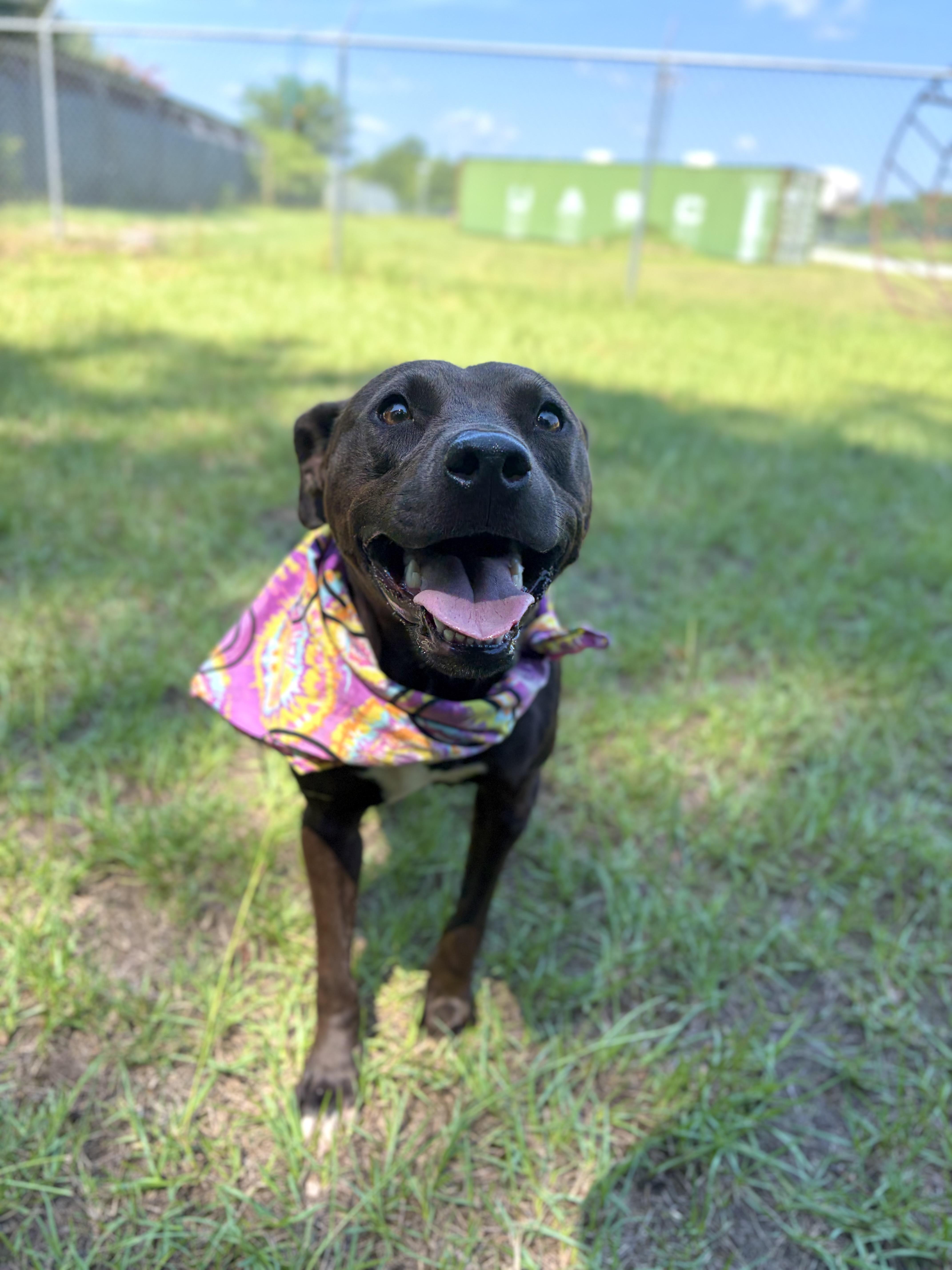 Pawdrey, a ADOPTABLE Mixed Breed in Winnsboro, SC image 2/5