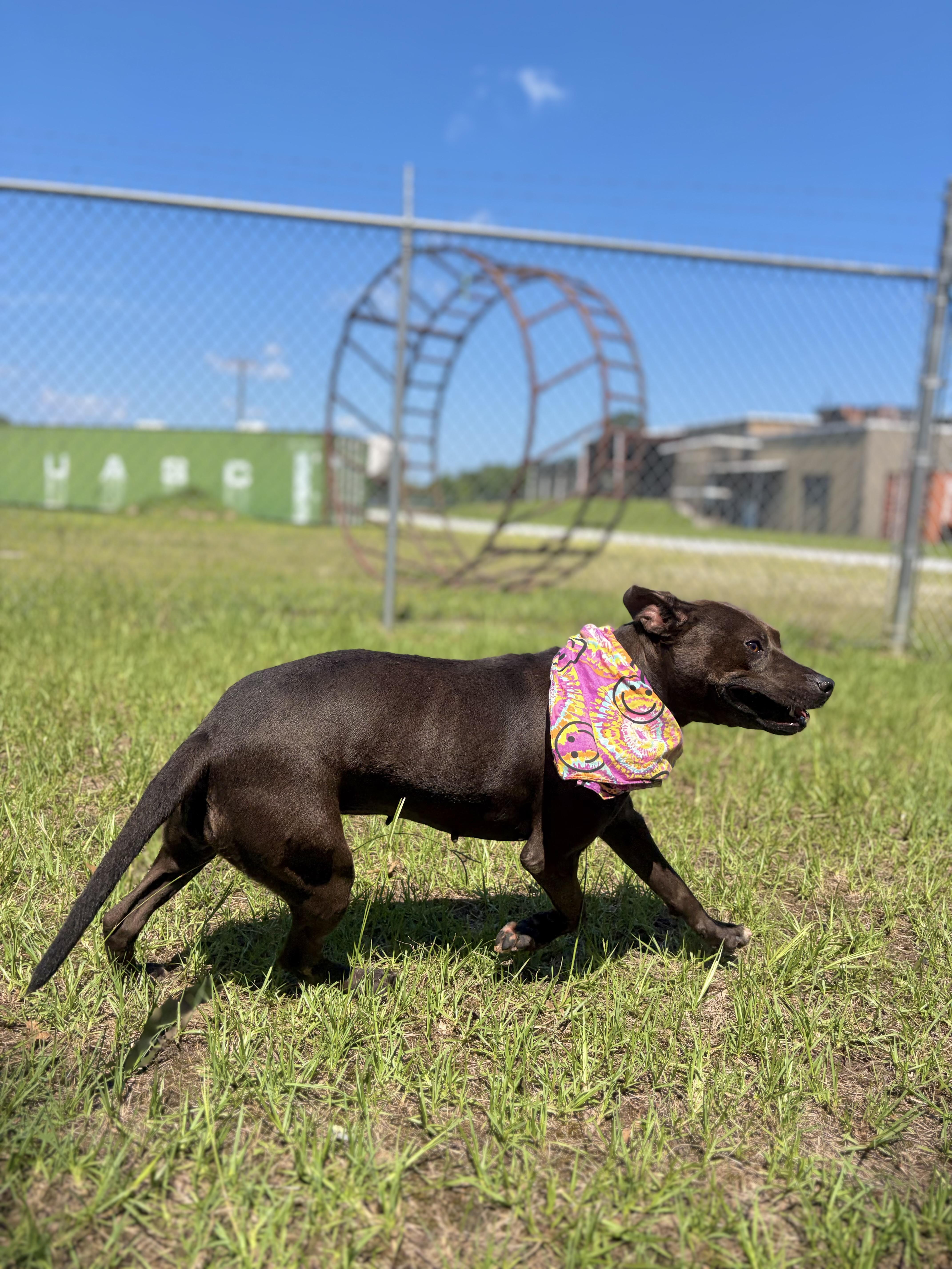 Pawdrey, a ADOPTABLE Mixed Breed in Winnsboro, SC image 3/5