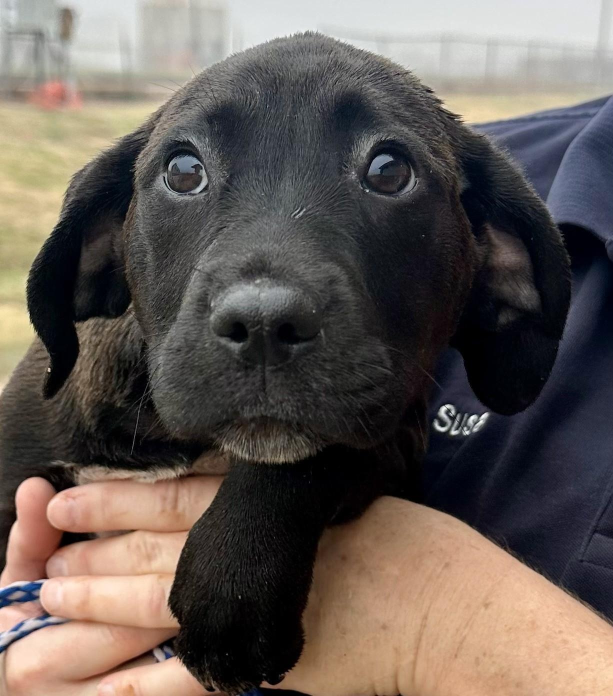 Enlarge Merry - Tagged4Rescue, a ADOPTABLE Mixed Breed in Edna, TX image 1/1