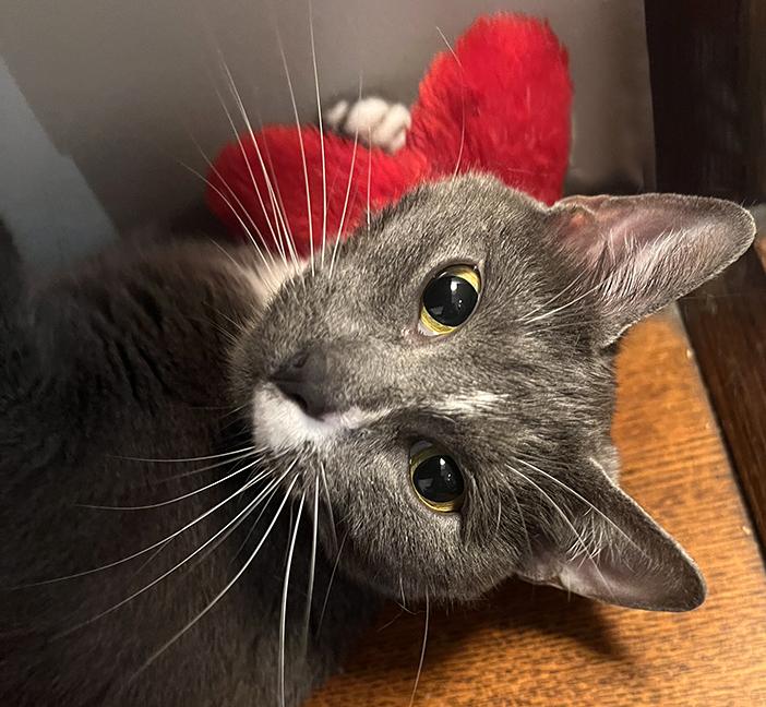 Gibby, Young Female Domestic Short Hair