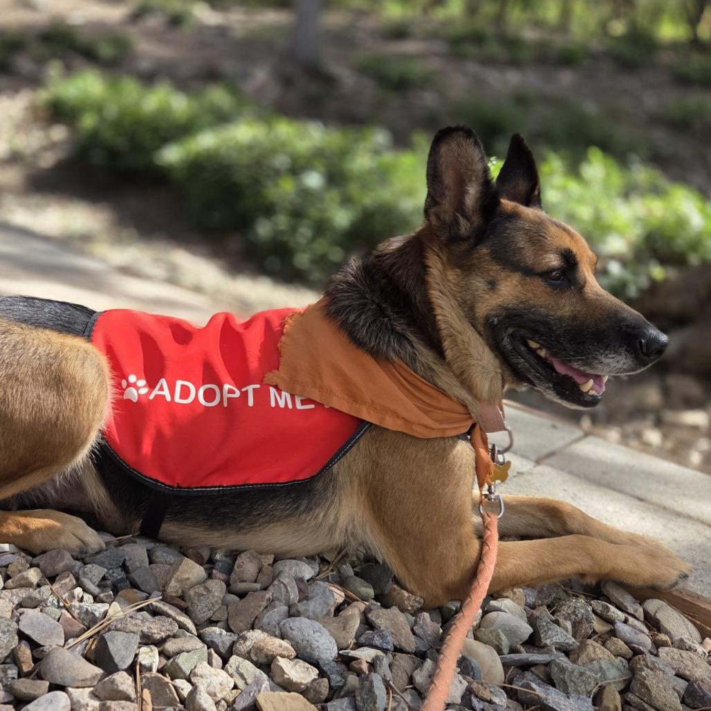 Enlarge Nova, a Adoptable mixed breed in Durango, CO image 2/6