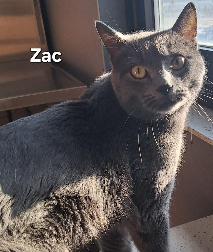 Zac, Adoptable, Adult Male Domestic Short Hair.