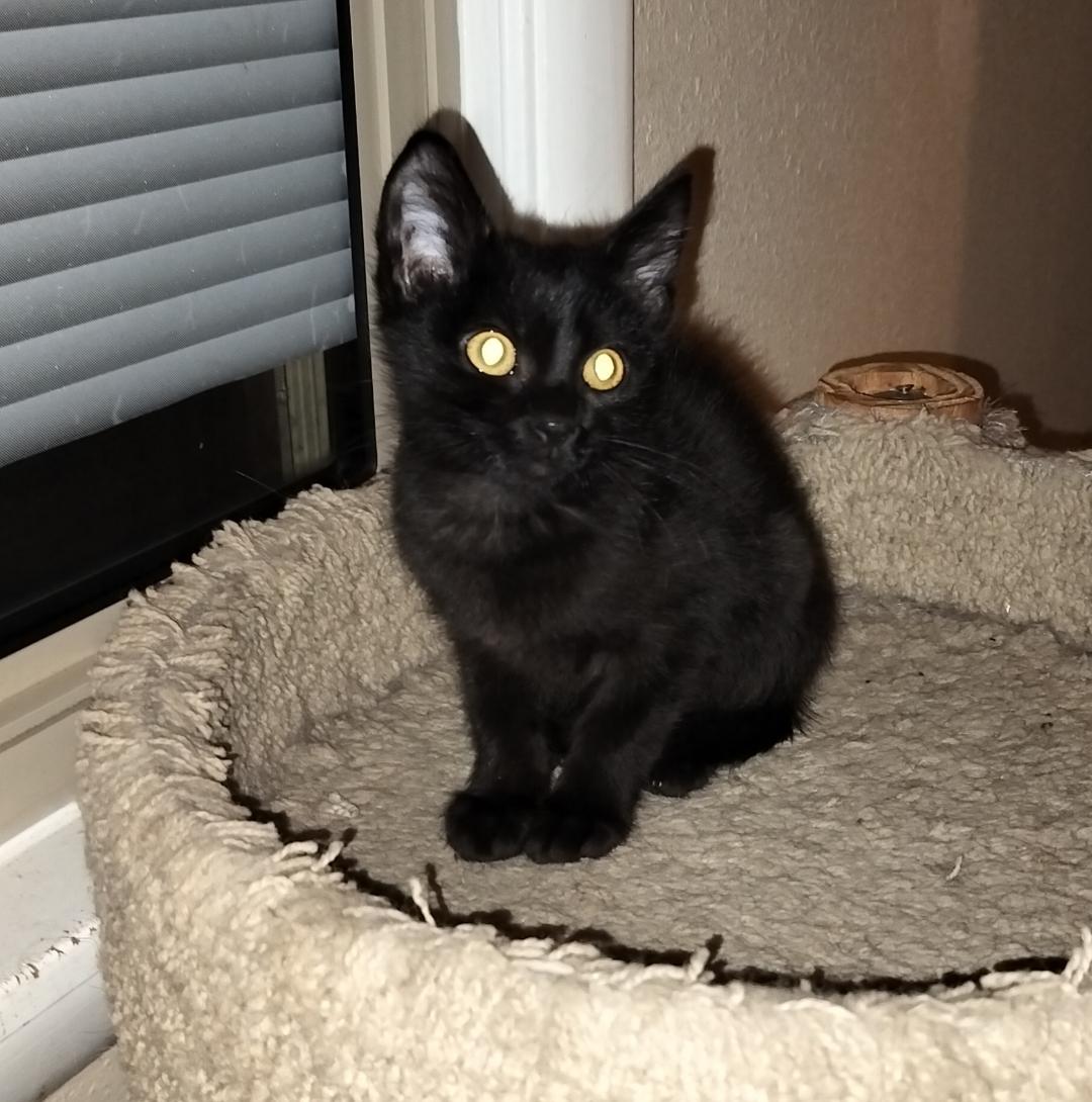 Briar, Adoptable, Kitten Male Domestic Short Hair.